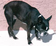 Image of Coco the dog with arthritis.